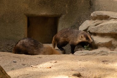 Küçük Japon porsuk etrafta dolaşırken görülmüş. Yanında uyurken görülen bir tane daha. Etrafına uyum sağlayan sevimli kahverengi bir vücut var. Küçük siyah maske güneşi engellemeye yardım ediyor..