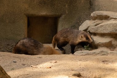 Küçük Japon porsuk etrafta dolaşırken görülmüş. Yanında uyurken görülen bir tane daha. Etrafına uyum sağlayan sevimli kahverengi bir vücut var. Küçük siyah maske güneşi engellemeye yardım ediyor..