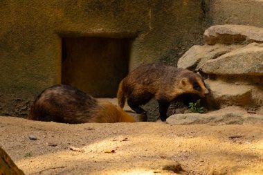 Küçük Japon porsuk etrafta dolaşırken görülmüş. Yanında uyurken görülen bir tane daha. Etrafına uyum sağlayan sevimli kahverengi bir vücut var. Küçük siyah maske güneşi engellemeye yardım ediyor..