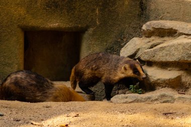 Küçük Japon porsuk etrafta dolaşırken görülmüş. Yanında uyurken görülen bir tane daha. Etrafına uyum sağlayan sevimli kahverengi bir vücut var. Küçük siyah maske güneşi engellemeye yardım ediyor..