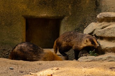 Küçük Japon porsuk etrafta dolaşırken görülmüş. Yanında uyurken görülen bir tane daha. Etrafına uyum sağlayan sevimli kahverengi bir vücut var. Küçük siyah maske güneşi engellemeye yardım ediyor..