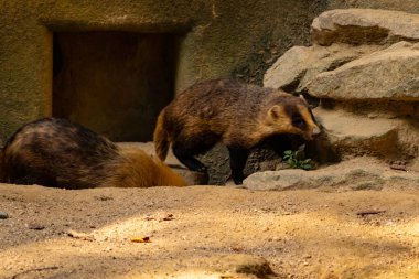 Küçük Japon porsuk etrafta dolaşırken görülmüş. Yanında uyurken görülen bir tane daha. Etrafına uyum sağlayan sevimli kahverengi bir vücut var. Küçük siyah maske güneşi engellemeye yardım ediyor..