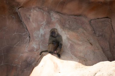 Bu şirin küçük babun gölgedeki bir kayanın üzerinde dinlenirken görülmüş. Küçük çıplak siyah yüz kahverengi tüylü vücudundan dışarı çıkıyor. Uyuyor gibi görünüyor. Arkasında bir uçurum duvarı var..