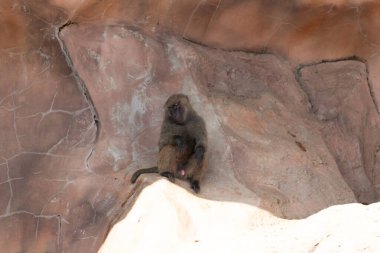 Bu şirin küçük babun gölgedeki bir kayanın üzerinde dinlenirken görülmüş. Küçük çıplak siyah yüz kahverengi tüylü vücudundan dışarı çıkıyor. Uyuyor gibi görünüyor. Arkasında bir uçurum duvarı var..