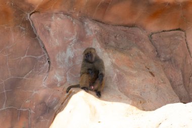 Bu şirin küçük babun gölgedeki bir kayanın üzerinde dinlenirken görülmüş. Küçük çıplak siyah yüz kahverengi tüylü vücudundan dışarı çıkıyor. Uyuyor gibi görünüyor. Arkasında bir uçurum duvarı var..