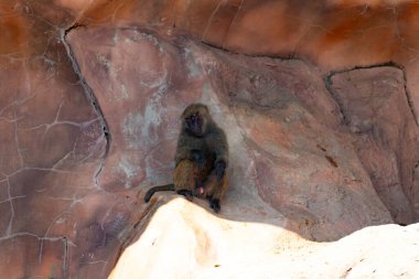 Bu şirin küçük babun gölgedeki bir kayanın üzerinde dinlenirken görülmüş. Küçük çıplak siyah yüz kahverengi tüylü vücudundan dışarı çıkıyor. Uyuyor gibi görünüyor. Arkasında bir uçurum duvarı var..