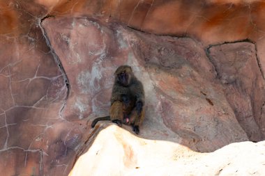 Bu şirin küçük babun gölgedeki bir kayanın üzerinde dinlenirken görülmüş. Küçük çıplak siyah yüz kahverengi tüylü vücudundan dışarı çıkıyor. Uyuyor gibi görünüyor. Arkasında bir uçurum duvarı var..