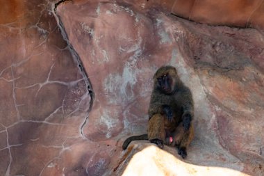 Bu şirin küçük babun gölgedeki bir kayanın üzerinde dinlenirken görülmüş. Küçük çıplak siyah yüz kahverengi tüylü vücudundan dışarı çıkıyor. Uyuyor gibi görünüyor. Arkasında bir uçurum duvarı var..