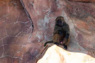Bu şirin küçük babun gölgedeki bir kayanın üzerinde dinlenirken görülmüş. Küçük çıplak siyah yüz kahverengi tüylü vücudundan dışarı çıkıyor. Uyuyor gibi görünüyor. Arkasında bir uçurum duvarı var..