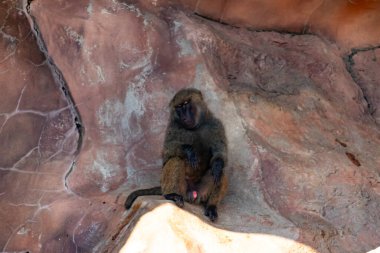 Bu şirin küçük babun gölgedeki bir kayanın üzerinde dinlenirken görülmüş. Küçük çıplak siyah yüz kahverengi tüylü vücudundan dışarı çıkıyor. Uyuyor gibi görünüyor. Arkasında bir uçurum duvarı var..
