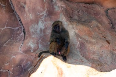 Bu şirin küçük babun gölgedeki bir kayanın üzerinde dinlenirken görülmüş. Küçük çıplak siyah yüz kahverengi tüylü vücudundan dışarı çıkıyor. Uyuyor gibi görünüyor. Arkasında bir uçurum duvarı var..