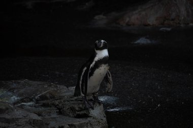 Bu sevimli küçük Humboldt pengueni bu kayanın üzerinde suya atlamaya hazırdı. Bu su kuşunun siyah ve beyaz bedeni göze çarpıyor. Öndeki küçük gagası balık yakalamak için..