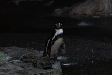 Bu sevimli küçük Humboldt pengueni bu kayanın üzerinde suya atlamaya hazırdı. Bu su kuşunun siyah ve beyaz bedeni göze çarpıyor. Öndeki küçük gagası balık yakalamak için..