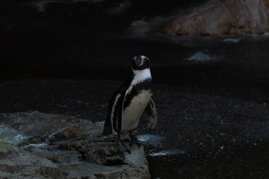 Bu sevimli küçük Humboldt pengueni bu kayanın üzerinde suya atlamaya hazırdı. Bu su kuşunun siyah ve beyaz bedeni göze çarpıyor. Öndeki küçük gagası balık yakalamak için..