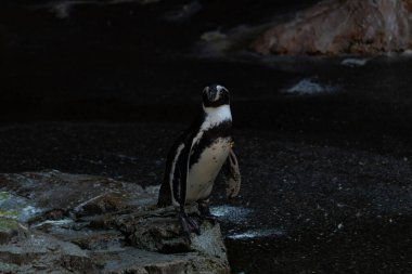 Bu sevimli küçük Humboldt pengueni bu kayanın üzerinde suya atlamaya hazırdı. Bu su kuşunun siyah ve beyaz bedeni göze çarpıyor. Öndeki küçük gagası balık yakalamak için..