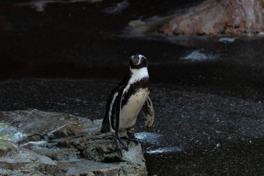 Bu sevimli küçük Humboldt pengueni bu kayanın üzerinde suya atlamaya hazırdı. Bu su kuşunun siyah ve beyaz bedeni göze çarpıyor. Öndeki küçük gagası balık yakalamak için..