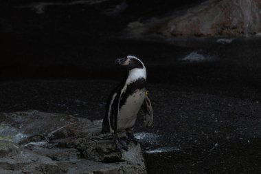 Bu sevimli küçük Humboldt pengueni bu kayanın üzerinde suya atlamaya hazırdı. Bu su kuşunun siyah ve beyaz bedeni göze çarpıyor. Öndeki küçük gagası balık yakalamak için..