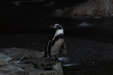 Bu sevimli küçük Humboldt pengueni bu kayanın üzerinde suya atlamaya hazırdı. Bu su kuşunun siyah ve beyaz bedeni göze çarpıyor. Öndeki küçük gagası balık yakalamak için..