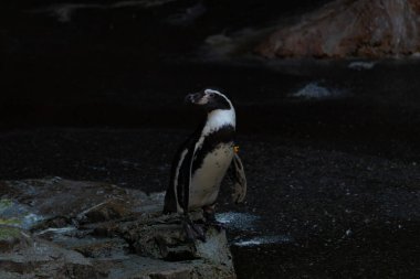 Bu sevimli küçük Humboldt pengueni bu kayanın üzerinde suya atlamaya hazırdı. Bu su kuşunun siyah ve beyaz bedeni göze çarpıyor. Öndeki küçük gagası balık yakalamak için..