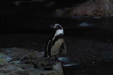 Bu sevimli küçük Humboldt pengueni bu kayanın üzerinde suya atlamaya hazırdı. Bu su kuşunun siyah ve beyaz bedeni göze çarpıyor. Öndeki küçük gagası balık yakalamak için..