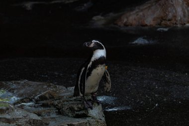 Bu sevimli küçük Humboldt pengueni bu kayanın üzerinde suya atlamaya hazırdı. Bu su kuşunun siyah ve beyaz bedeni göze çarpıyor. Öndeki küçük gagası balık yakalamak için..