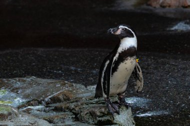 Bu sevimli küçük Humboldt pengueni bu kayanın üzerinde suya atlamaya hazırdı. Bu su kuşunun siyah ve beyaz bedeni göze çarpıyor. Öndeki küçük gagası balık yakalamak için..
