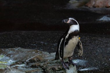Bu sevimli küçük Humboldt pengueni bu kayanın üzerinde suya atlamaya hazırdı. Bu su kuşunun siyah ve beyaz bedeni göze çarpıyor. Öndeki küçük gagası balık yakalamak için..