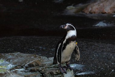 Bu sevimli küçük Humboldt pengueni bu kayanın üzerinde suya atlamaya hazırdı. Bu su kuşunun siyah ve beyaz bedeni göze çarpıyor. Öndeki küçük gagası balık yakalamak için..