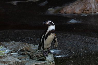 Bu sevimli küçük Humboldt pengueni bu kayanın üzerinde suya atlamaya hazırdı. Bu su kuşunun siyah ve beyaz bedeni göze çarpıyor. Öndeki küçük gagası balık yakalamak için..
