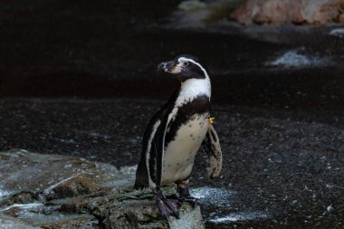 Bu sevimli küçük Humboldt pengueni bu kayanın üzerinde suya atlamaya hazırdı. Bu su kuşunun siyah ve beyaz bedeni göze çarpıyor. Öndeki küçük gagası balık yakalamak için..