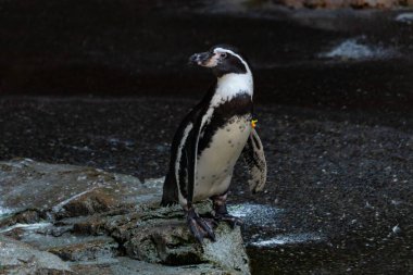 Bu sevimli küçük Humboldt pengueni bu kayanın üzerinde suya atlamaya hazırdı. Bu su kuşunun siyah ve beyaz bedeni göze çarpıyor. Öndeki küçük gagası balık yakalamak için..