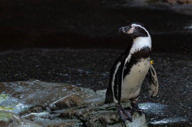 Bu sevimli küçük Humboldt pengueni bu kayanın üzerinde suya atlamaya hazırdı. Bu su kuşunun siyah ve beyaz bedeni göze çarpıyor. Öndeki küçük gagası balık yakalamak için..