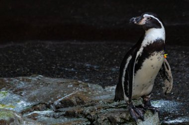 Bu sevimli küçük Humboldt pengueni bu kayanın üzerinde suya atlamaya hazırdı. Bu su kuşunun siyah ve beyaz bedeni göze çarpıyor. Öndeki küçük gagası balık yakalamak için..