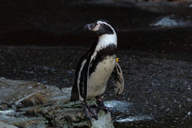 Bu sevimli küçük Humboldt pengueni bu kayanın üzerinde suya atlamaya hazırdı. Bu su kuşunun siyah ve beyaz bedeni göze çarpıyor. Öndeki küçük gagası balık yakalamak için..