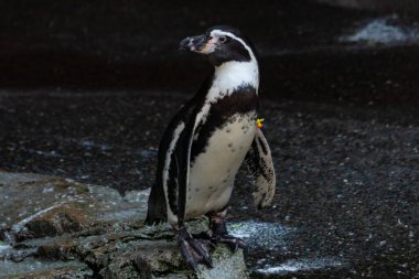 Bu sevimli küçük Humboldt pengueni bu kayanın üzerinde suya atlamaya hazırdı. Bu su kuşunun siyah ve beyaz bedeni göze çarpıyor. Öndeki küçük gagası balık yakalamak için..