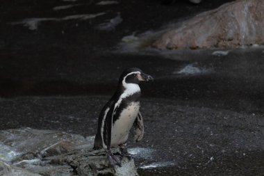 Bu sevimli küçük Humboldt pengueni bu kayanın üzerinde suya atlamaya hazırdı. Bu su kuşunun siyah ve beyaz bedeni göze çarpıyor. Öndeki küçük gagası balık yakalamak için..