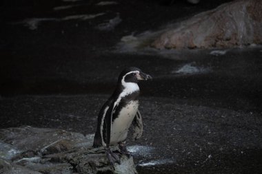 Bu sevimli küçük Humboldt pengueni bu kayanın üzerinde suya atlamaya hazırdı. Bu su kuşunun siyah ve beyaz bedeni göze çarpıyor. Öndeki küçük gagası balık yakalamak için..