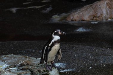 Bu sevimli küçük Humboldt pengueni bu kayanın üzerinde suya atlamaya hazırdı. Bu su kuşunun siyah ve beyaz bedeni göze çarpıyor. Öndeki küçük gagası balık yakalamak için..