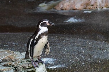 Bu sevimli küçük Humboldt pengueni bu kayanın üzerinde suya atlamaya hazırdı. Bu su kuşunun siyah ve beyaz bedeni göze çarpıyor. Öndeki küçük gagası balık yakalamak için..