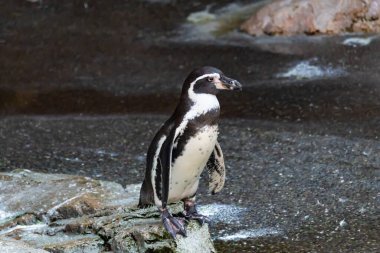 Bu sevimli küçük Humboldt pengueni bu kayanın üzerinde suya atlamaya hazırdı. Bu su kuşunun siyah ve beyaz bedeni göze çarpıyor. Öndeki küçük gagası balık yakalamak için..