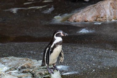 Bu sevimli küçük Humboldt pengueni bu kayanın üzerinde suya atlamaya hazırdı. Bu su kuşunun siyah ve beyaz bedeni göze çarpıyor. Öndeki küçük gagası balık yakalamak için..
