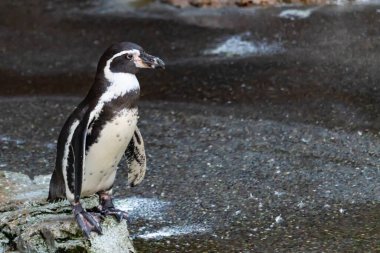 Bu sevimli küçük Humboldt pengueni bu kayanın üzerinde suya atlamaya hazırdı. Bu su kuşunun siyah ve beyaz bedeni göze çarpıyor. Öndeki küçük gagası balık yakalamak için..