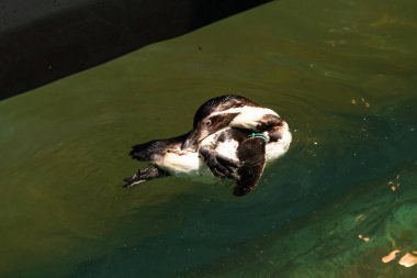 Bu küçük Humboldt pengueni bu resimde kanatlarını açarken görülmüş. Suda sakince yüzen su kuşu. Artik kuşları tasvir eden siyah ve beyaz hava.