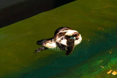 Bu küçük Humboldt pengueni bu resimde kanatlarını açarken görülmüş. Suda sakince yüzen su kuşu. Artik kuşları tasvir eden siyah ve beyaz hava.