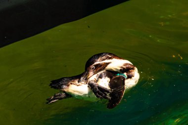 Bu küçük Humboldt pengueni bu resimde kanatlarını açarken görülmüş. Suda sakince yüzen su kuşu. Artik kuşları tasvir eden siyah ve beyaz hava.