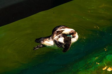 Bu küçük Humboldt pengueni bu resimde kanatlarını açarken görülmüş. Suda sakince yüzen su kuşu. Artik kuşları tasvir eden siyah ve beyaz hava.