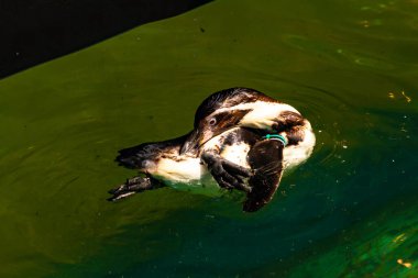 Bu küçük Humboldt pengueni bu resimde kanatlarını açarken görülmüş. Suda sakince yüzen su kuşu. Artik kuşları tasvir eden siyah ve beyaz hava.