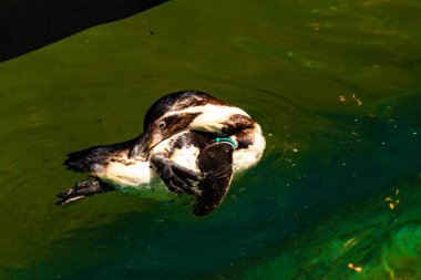 Bu küçük Humboldt pengueni bu resimde kanatlarını açarken görülmüş. Suda sakince yüzen su kuşu. Artik kuşları tasvir eden siyah ve beyaz hava.