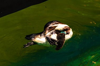 Bu küçük Humboldt pengueni bu resimde kanatlarını açarken görülmüş. Suda sakince yüzen su kuşu. Artik kuşları tasvir eden siyah ve beyaz hava.
