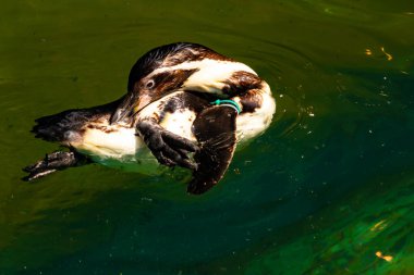 Bu küçük Humboldt pengueni bu resimde kanatlarını açarken görülmüş. Suda sakince yüzen su kuşu. Artik kuşları tasvir eden siyah ve beyaz hava.